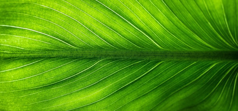 Eco-Friendly Decorating